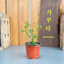 가꾸다 영춘화 겹꽃 노랑꽃
