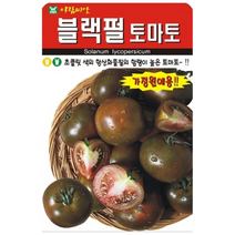 높은함량의 항산화 물질 블랙펄 토마토 씨앗 10립