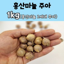 홍산마늘주아 씨마늘 1kg ( 370 - 420개 ) 홍산마늘 종자 씨앗, 350개