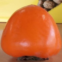 [가산원예조경] 감나무묘목(개량대봉) 접목1년특묘 4주묶음