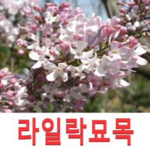 (성실G)라일락(수수꽃다리)묘목 2년생 10그루