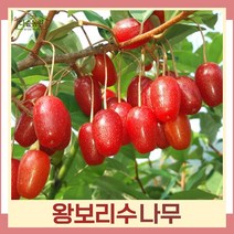 왕보리수나무 묘목 R5cm 결실주(분) 1개