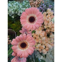 꼰노리 꽃 거베라 정기배송 화훼농가돕기 생화택배 정기구독 랜덤꽃, 색상은랜덤[5+1]