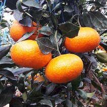 과일 레드향 소과 2kg벌크포장 황금향 한라봉 천혜향 제주과일 밀감 선물