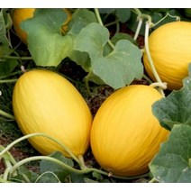 멜론 5kg 고령 칼탈로프 멜론, 경북 고령 하미과 멜론 10kg