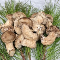 산지직송 국내산 공주 송향버섯 송향 송화 버섯 1kg, 기본형 1kg, 1개