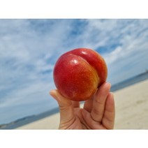 자연의시간 영천산 새콤달콤 가을 자두 추희 1kg 특 100g 내외 (9-11과), 1개