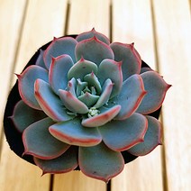 아우렌시스 예쁜 다육식물 랜덤1-15, 단품