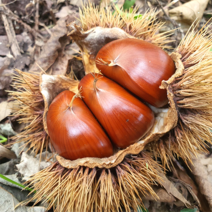 자연담아 하동 알밤 신이내려주신 산! 지리산 산기슭 아래 첫동네에서 수확한 햇알밤 / 기계로 깐밤 2KG, 알밤 2KG 소 (1P 3CM내외), 1개