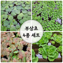 부상초 4종 세트