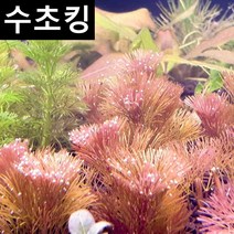 수초킹 초보수초 레드 카붐바, 3개