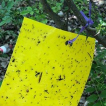 사각 끈끈이 트랩 검정날개버섯파리 벼룩 파리 트랩