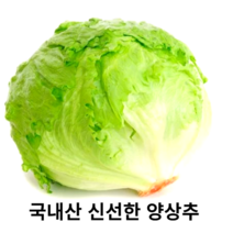 국내산 신선한 양상추 깔끔한 포장 다이어트에 최적의 채소 산지직송 착한가격 좋은품질 식자재 국산 다이어트 양상추, 1통