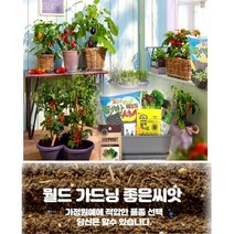 화분월드 새싹 허브 씨앗, 허브-스테비아, 1개