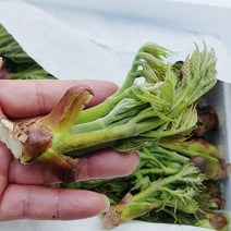 광양 백운산 참두릅 1kg 내외 야생 두릅 직접채취 두릅