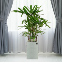 에코플랜트 대형화분 개업화분 거실인테리어화분[서울.경기 평일 당일배송(토요일 오후 일요일 주문건 월요일배송)] <지방배송불가 및 영종도 가평 강화도 배송불가>, 1개, 07. 관음죽 희색” class=”wr-img”></a></div></p></div></p></div></p></div><div class=