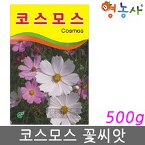 코스모스 씨앗 500g 코스모스씨앗 코스모스씨 꽃씨앗, 코스모스 500g