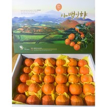 제주 카라향 선물용 5kg 10kg 고당도 서귀포 봄 귤 세진농원 사백일향, 사백일향(가정용) 10kg