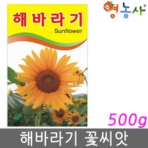 해바라기 씨앗 500g 키큰 해바라기씨앗 꽃씨앗 대용량, 해바라기 500g