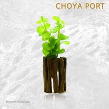 초보자도 키우기 쉬운 어항장식 포트수초 200종 모음, 92번) 초야포트수초 리시마키아