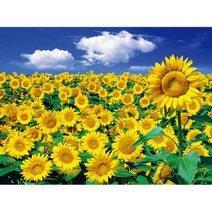 아트박스/퍼즐사랑 2000피스 직소퍼즐 - 해바라기 들판과 푸른, 단품, 옵션선택:본품