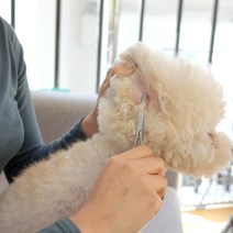 강아지귓병 외이염 귀염증 관리 귀털뽑기 직선형가위