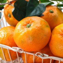 귤한박스 제주감귤택배 9kg S 프리미엄 로얄과, 단품