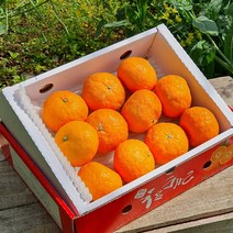 첫 출하! 제주산지직송 제주 카라향 1.5kg(10~14수 가정용) 나른한 봄을 깨우는 싱그러운 과즙이 팡팡, 1.5kg(10-14수 가정용)