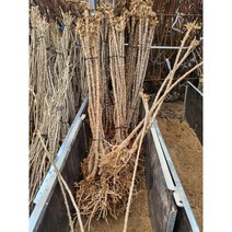 봄바람가든 슈퍼왕구기자 삽목3년 결실주 유실수 과실수 구기자 복분자