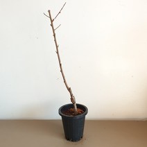 천도복숭아나무 신비 접목1년생 화분채배송