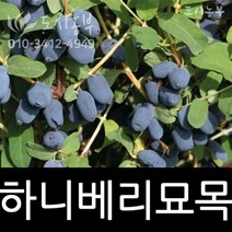 하니베리 5치포트 나무 묘목 원예