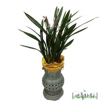 동양란 산천보세 고급축하화분/승진/취임/영전/축하란