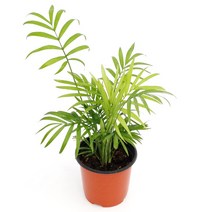 실내공기정화식물 120종 꽃 화분 미세먼지제거 아레카야자 해피트리 금전수, 모종포트, 테이블야자, 1개