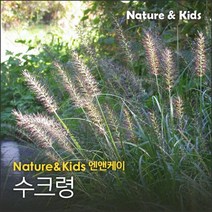 수크령 1kg, 1개