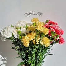 [코코 플라워] 스프레이 카네이션 스승의날 어버이날 생화택배 꽃배달싼곳 반단 한단, 흰색