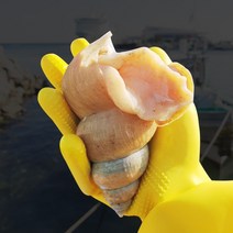 포항 백골뱅이 백고동 1kg 산소포장, 백골뱅이(소 35-60미)1kg