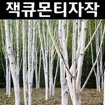 자작나무(잭큐몬티) 조직배양 플러그묘 1개/나무 묘목/활엽수/정원용