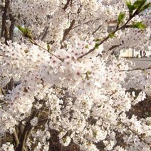 왕벚나무/H1.5M이상특묘(2주묶음)/묘목/c0597, 1개