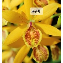 에피카틀레아 교구치, 1개