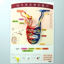 네프론 모형 만들기(4인용) RKT