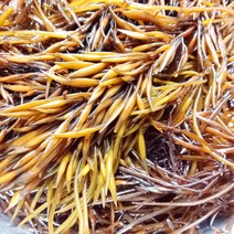 생물 톳 1kg 남해안 톳나물 녹미채 따시래기 톳밥