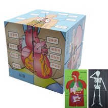 아이나라에듀 인체큐브퍼즐