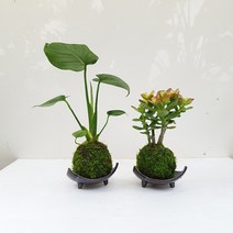 도자기랑나무랑 이끼볼 수태볼 반려식물 실내화초 가습 수경식물, 1개, 몬스테라+염좌 이끼볼 2종세트