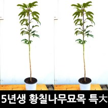 [노지황칠묘목] 5년생 황칠나무 묘목(특대사이즈)