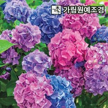정원수국 엔들레스썸머 마크로필라, 엘에이드림 10치화분