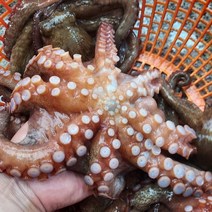 남해안 여수 돌문어 활문어 1kg 1~3미 자연산문어, 단품