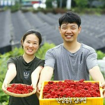 백산인삼 인삼가루 100% 인삼분말 100g, 단품, 단품