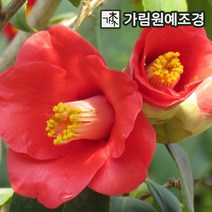 동백나무 가림원예조경, 동백 키100cm 분묘 (색상랜덤), 1개