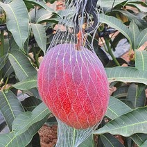 [이삽저삽]애플망고나무화분(키80-90cm내외/8치화분포함) 3년생 열대과일나무 애플망고열매 비타민A.C.E 칼륨 풍부/ 실내플랜테리어 관상용, 1개