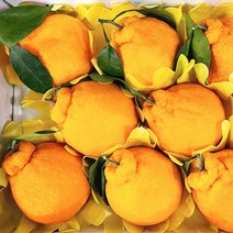 프리자연 제주 한라봉 명품 프리미엄 고당도 3kg 5kg 10kg, 가정용 한라봉 소과 10KG(40과 전후)